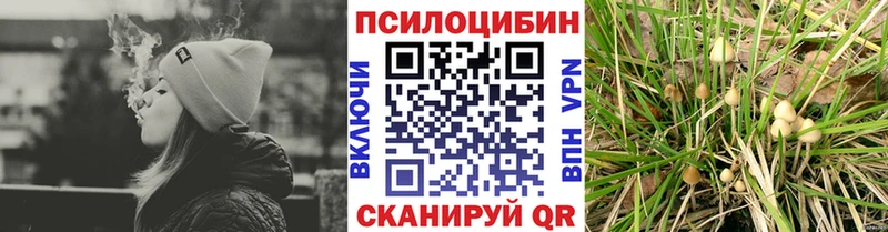 Купить  Ачхой-Мартан  Псилоцибиновые грибы Cubensis 